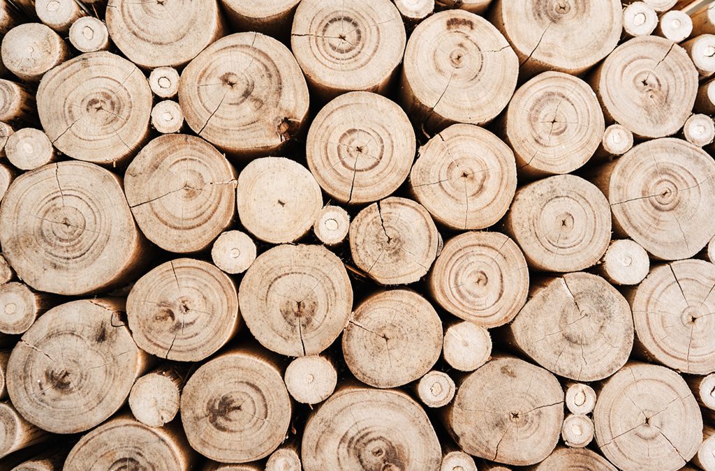 Holz als nachhaltiger und wohngesunder Baustoff beim Hausbau
